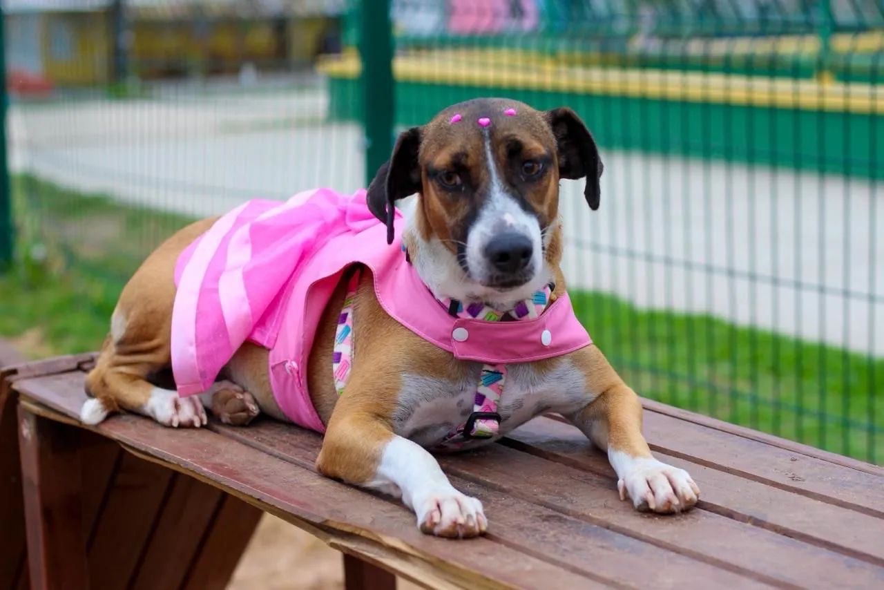 Adoção responsável e amorosa  - Foto 4