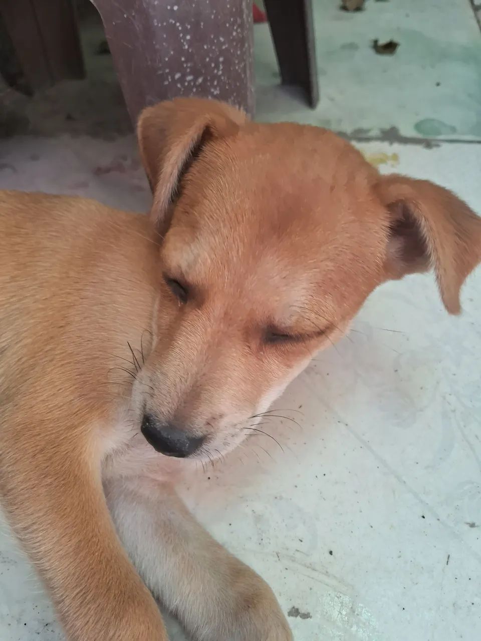 Doa-se essa cachorrhnha - Foto 3