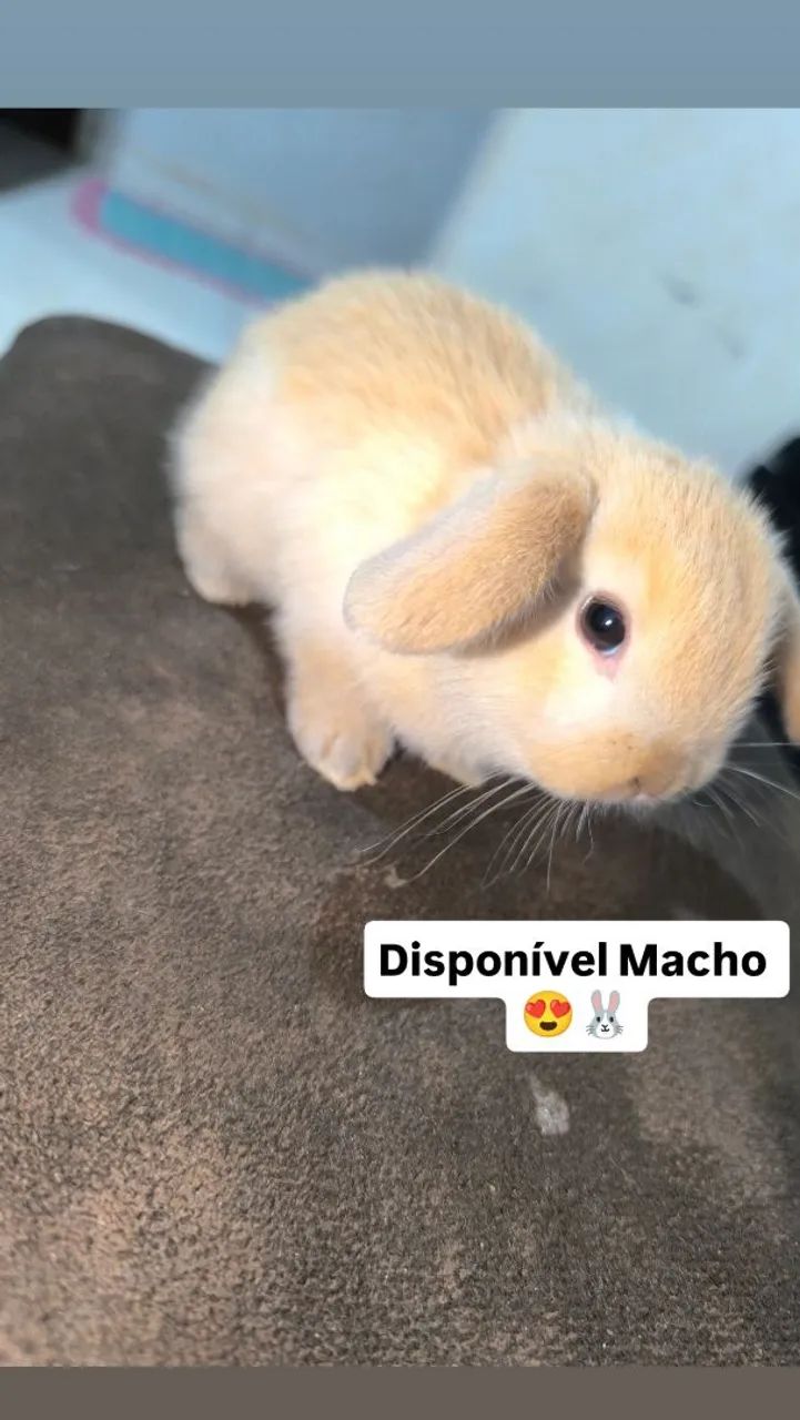 Coelhos - Foto 3