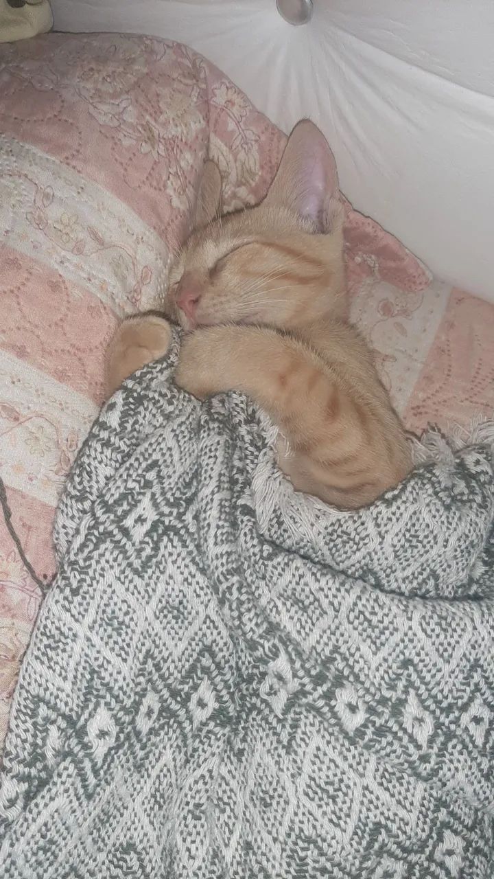 DOAÇÃO GATO - Foto 2