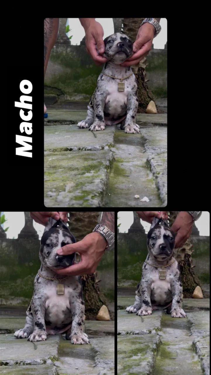 Filhotes de ?Pitbull? - Foto 3