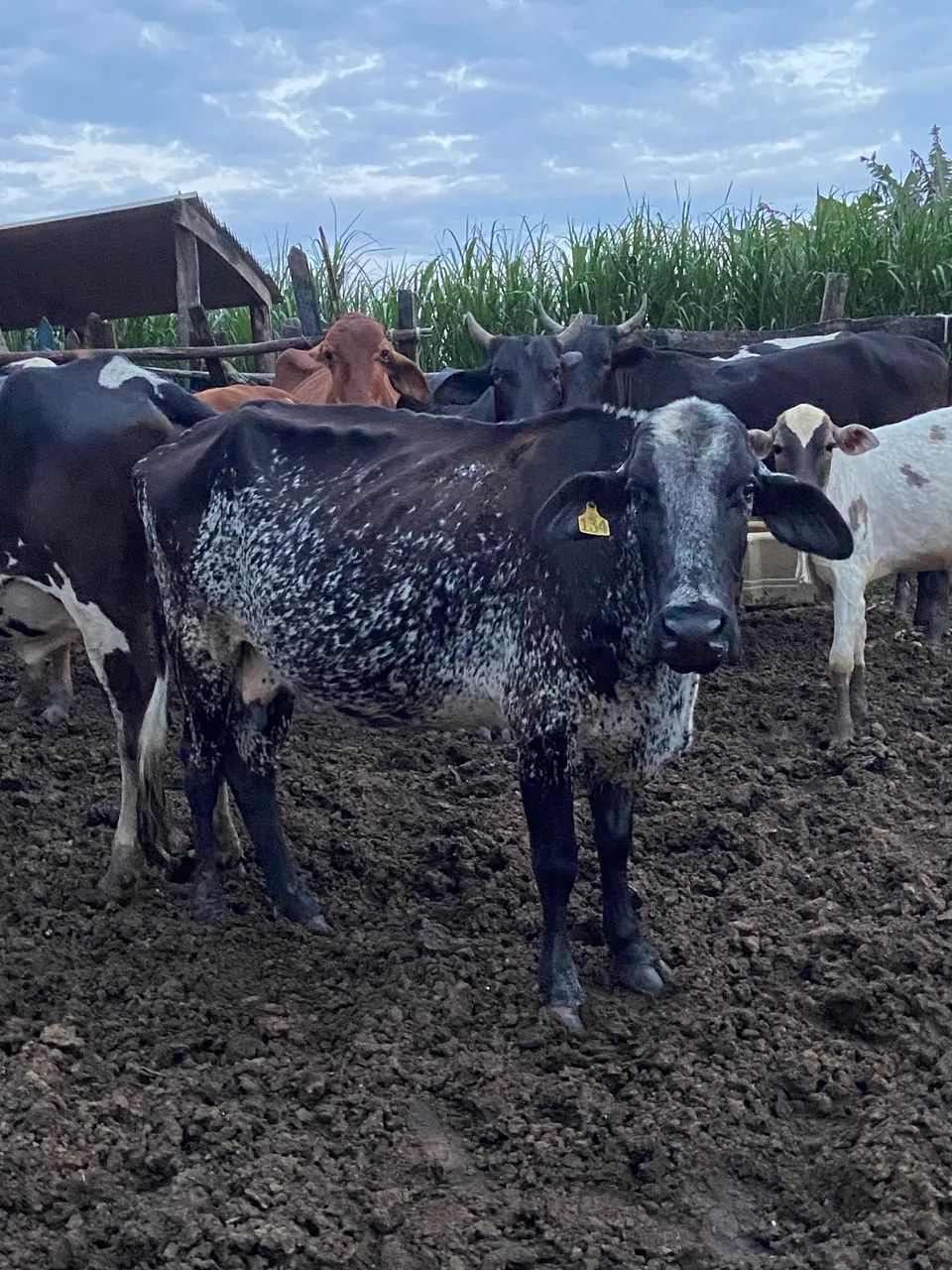 Vaca, novilha e bezerro  - Foto 2