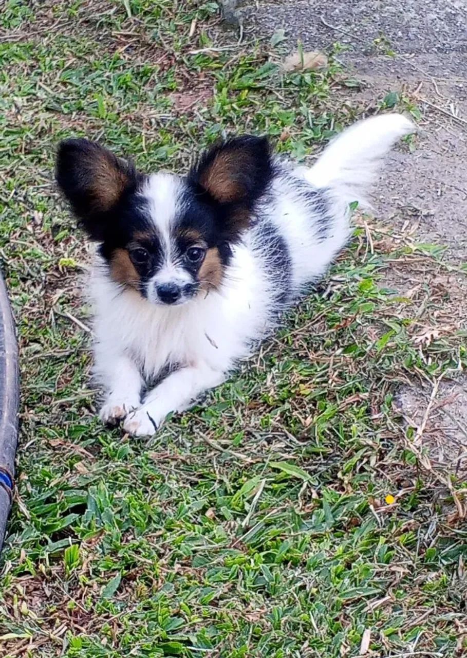 Papillon macho filhote