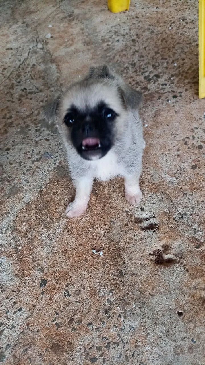 Pug - Foto 4