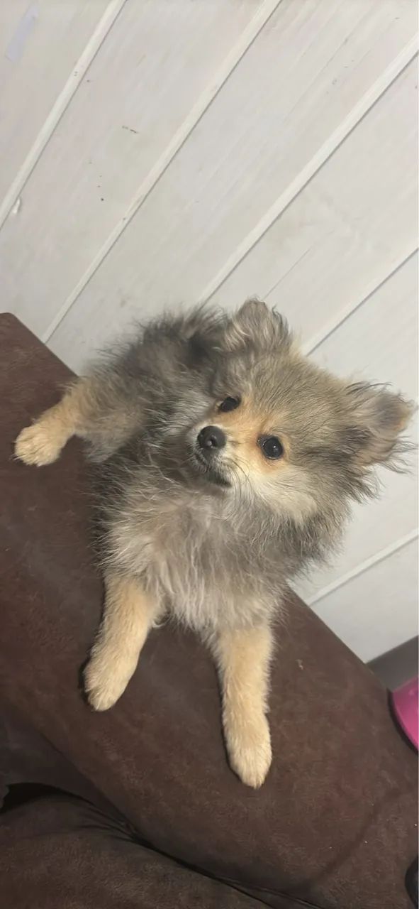 Cachorro  - Foto 5