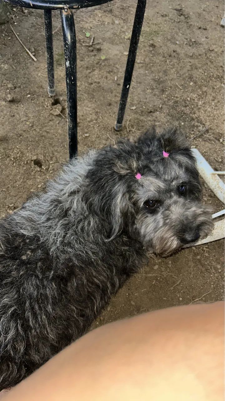 Doação Poodle  - Foto 5