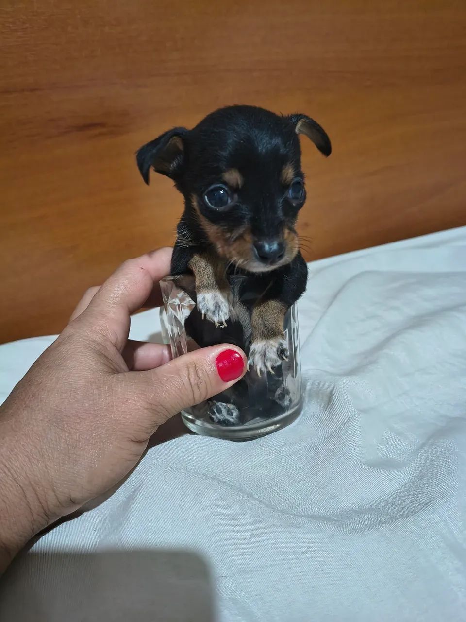 Pinscher  - Foto 2