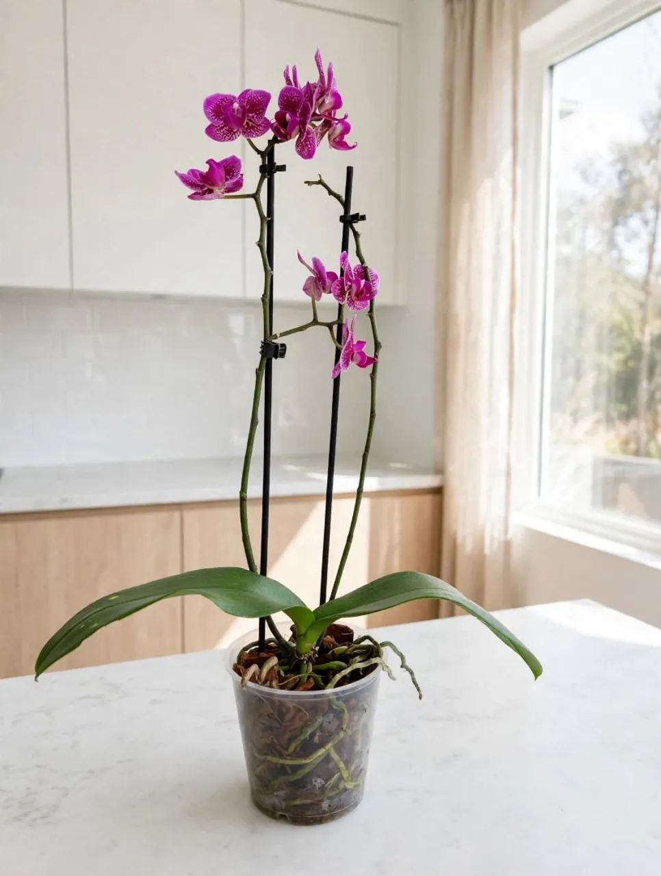 Vaso planta mini orquídea  - Foto 5