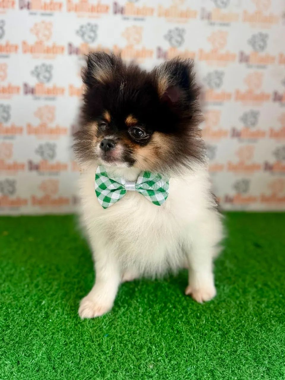 Spitz Alemão Macho  - Foto 3