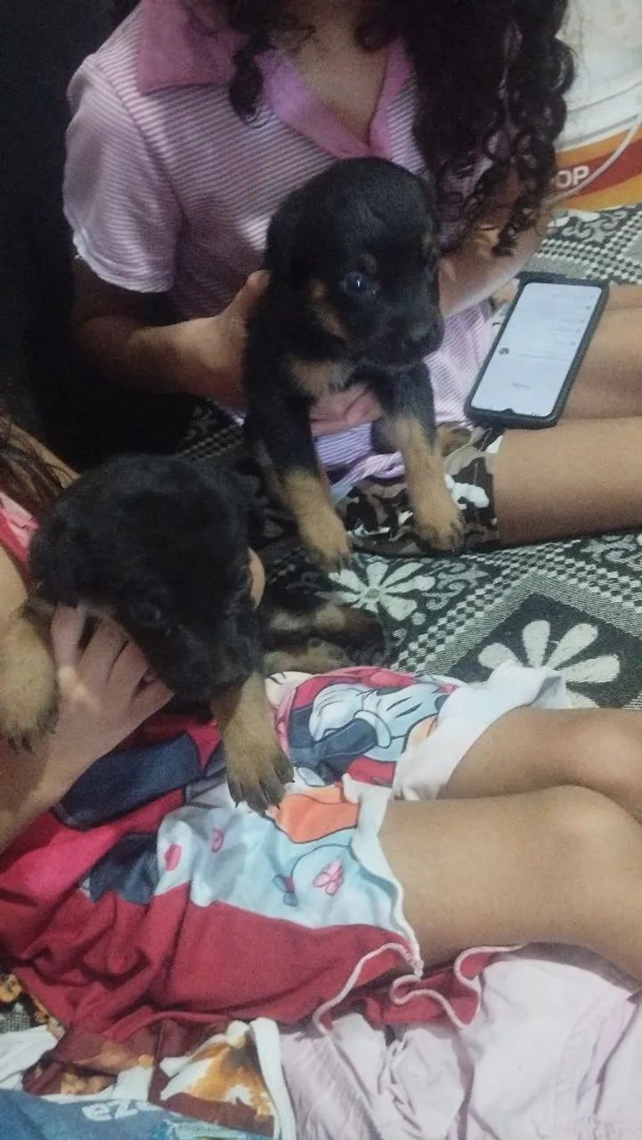 Cachorros 