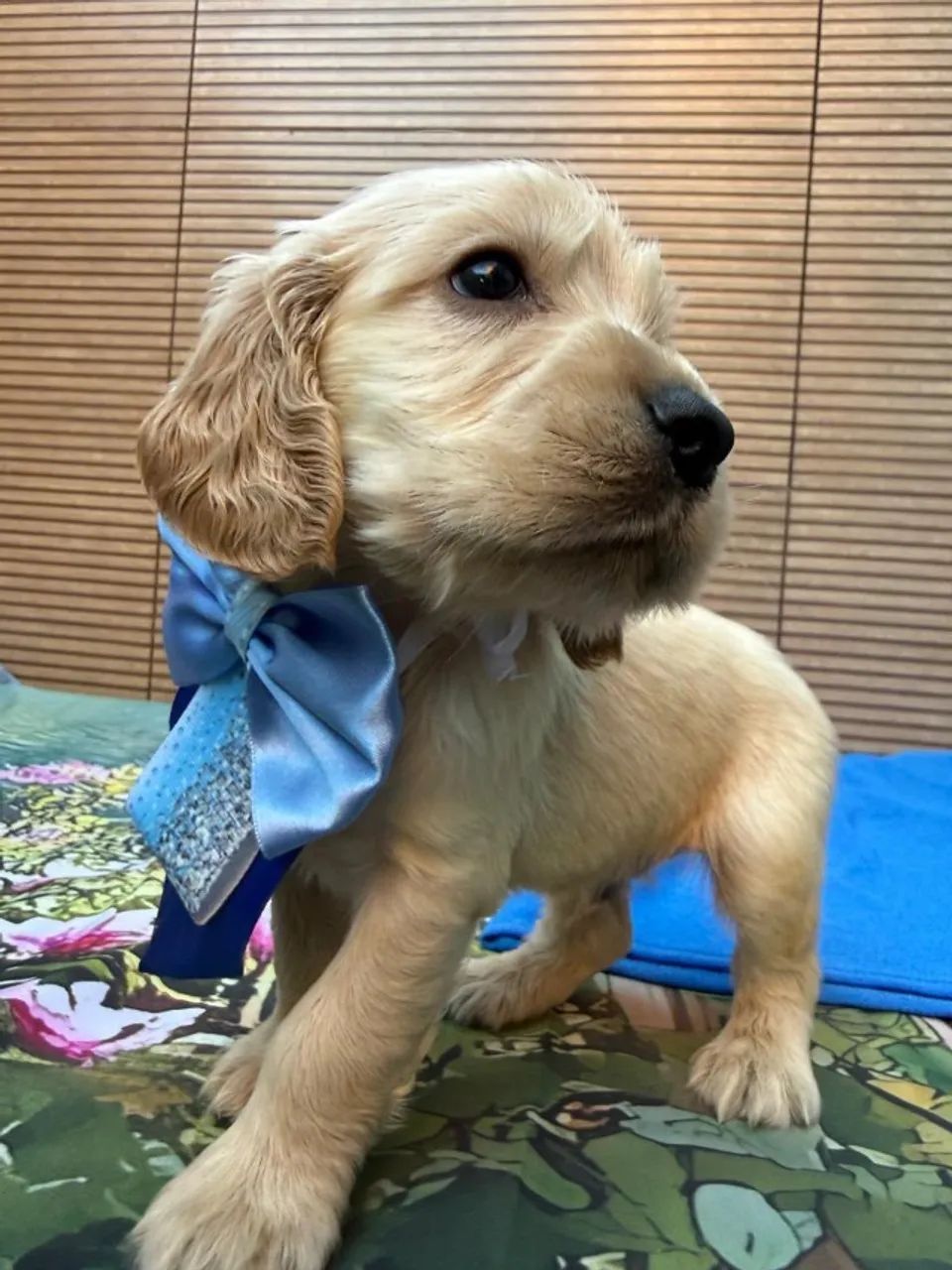 Cocker Spaniel de Alto Padrão ?