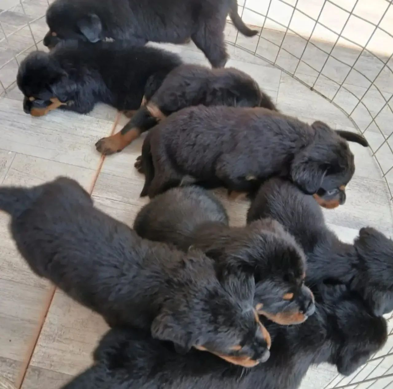 Vendo filhotes de Rottweiler Puros.  - Foto 3