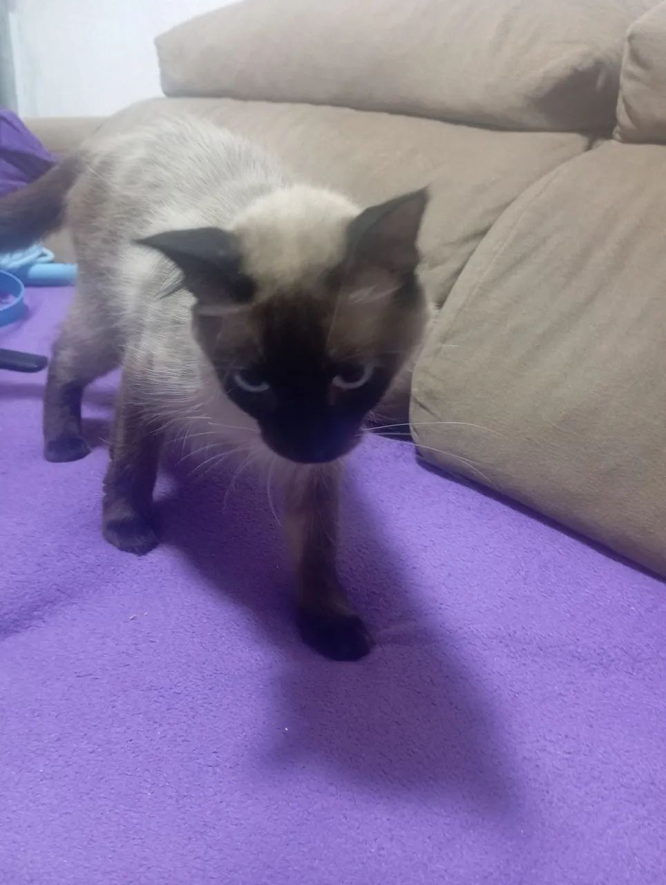 Doando essa Gata - Foto 2