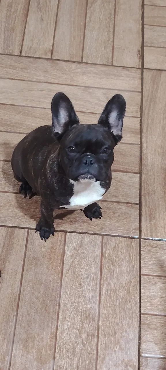 Bulldog Francês para reprodução - Foto 6