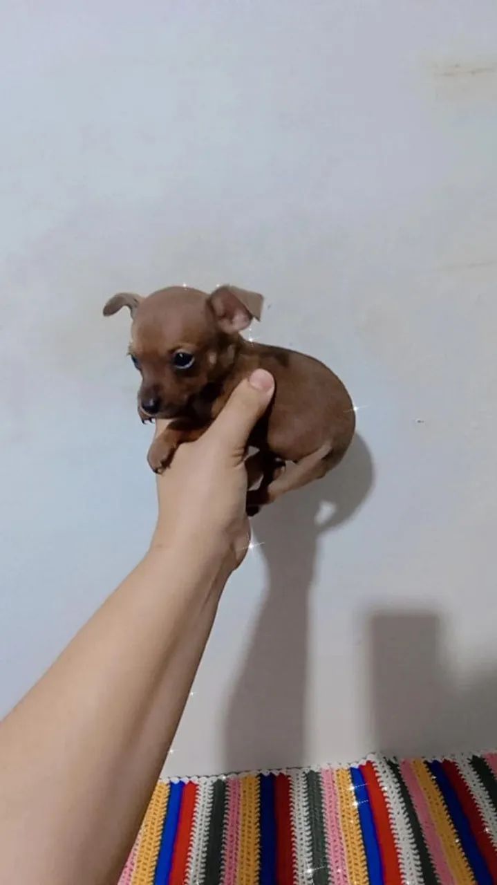 Pinscher zerinho macho  - Foto 5