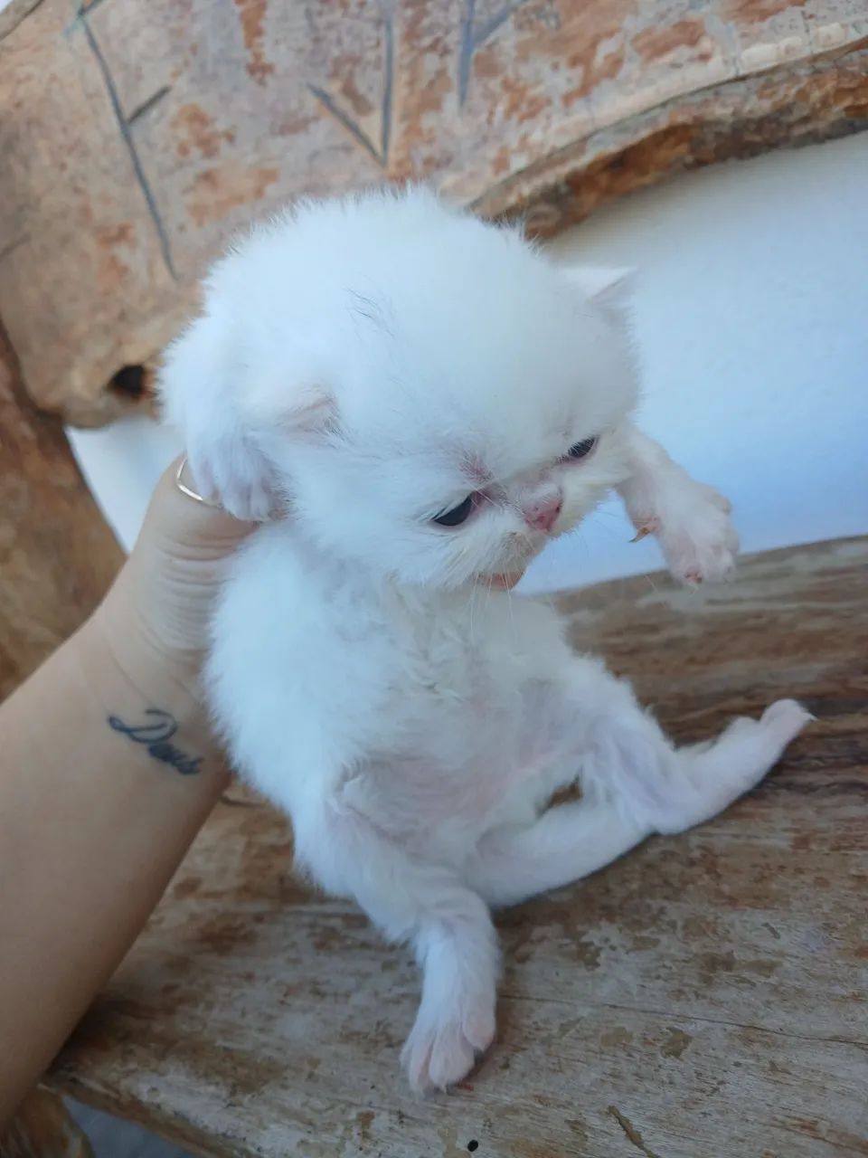 PERSA MACHO  - Foto 2