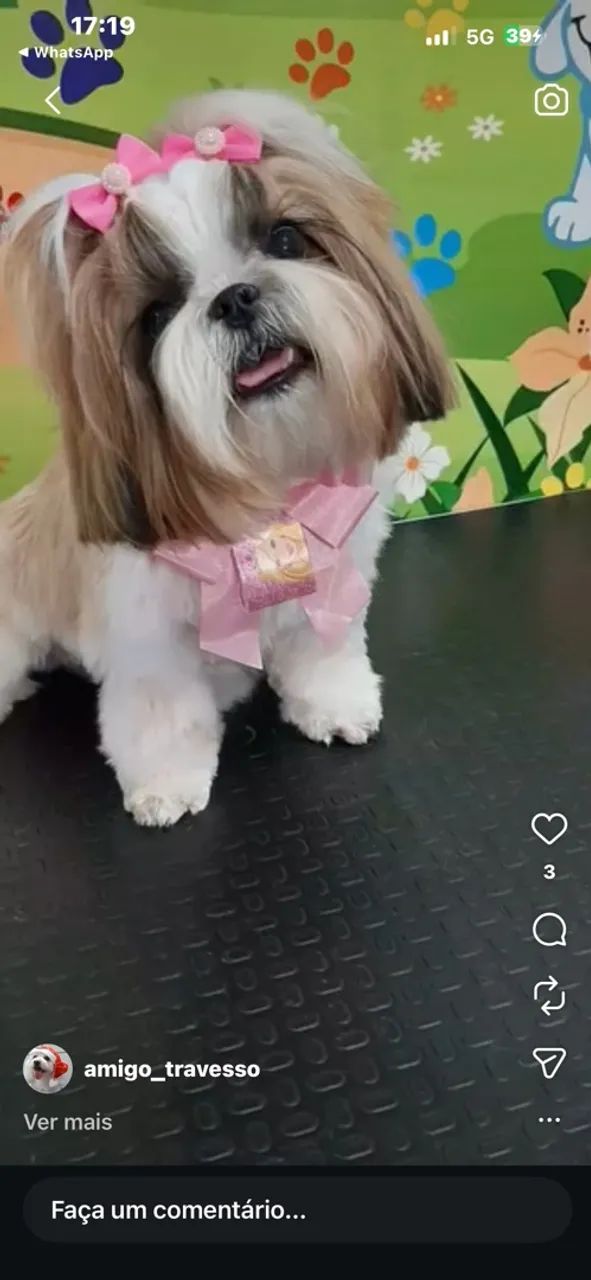 Pet