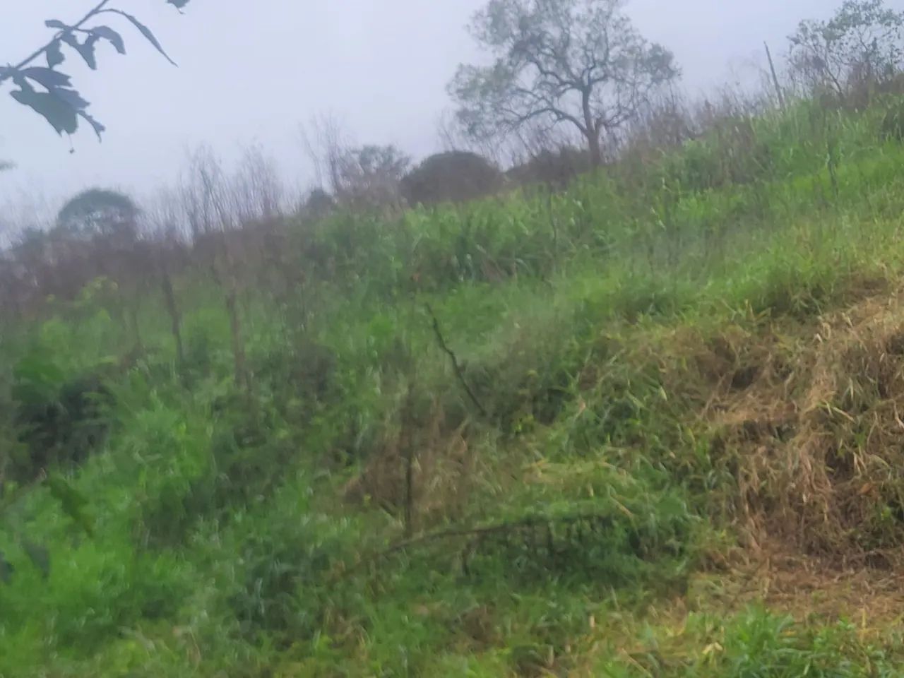 Foto - Ibiúna - 