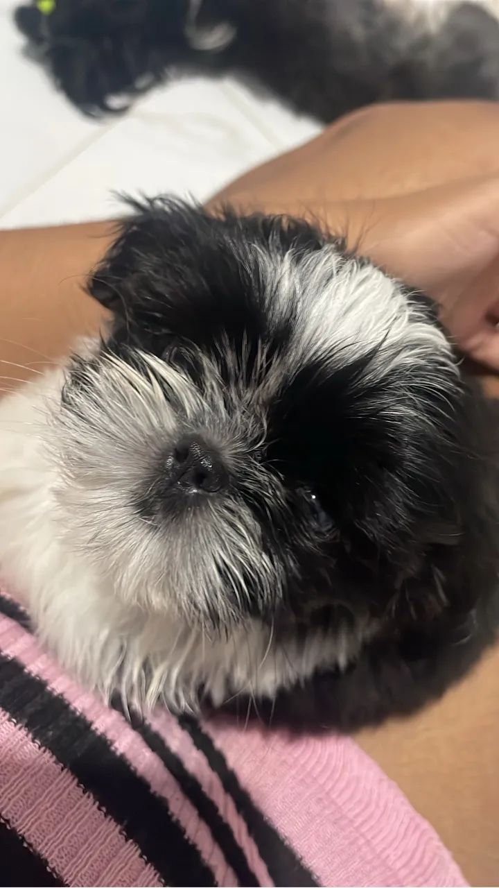 Shih tzu macho  - Foto 2
