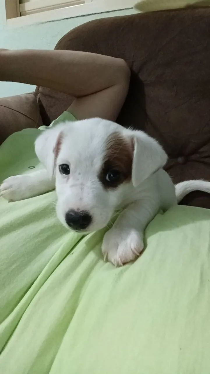 Jack Russell Terrier 