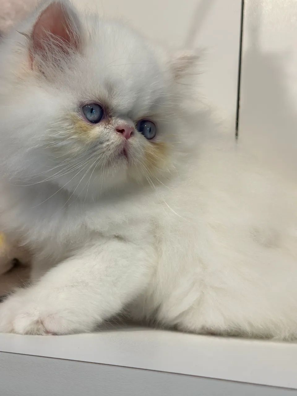 Lindos gatos