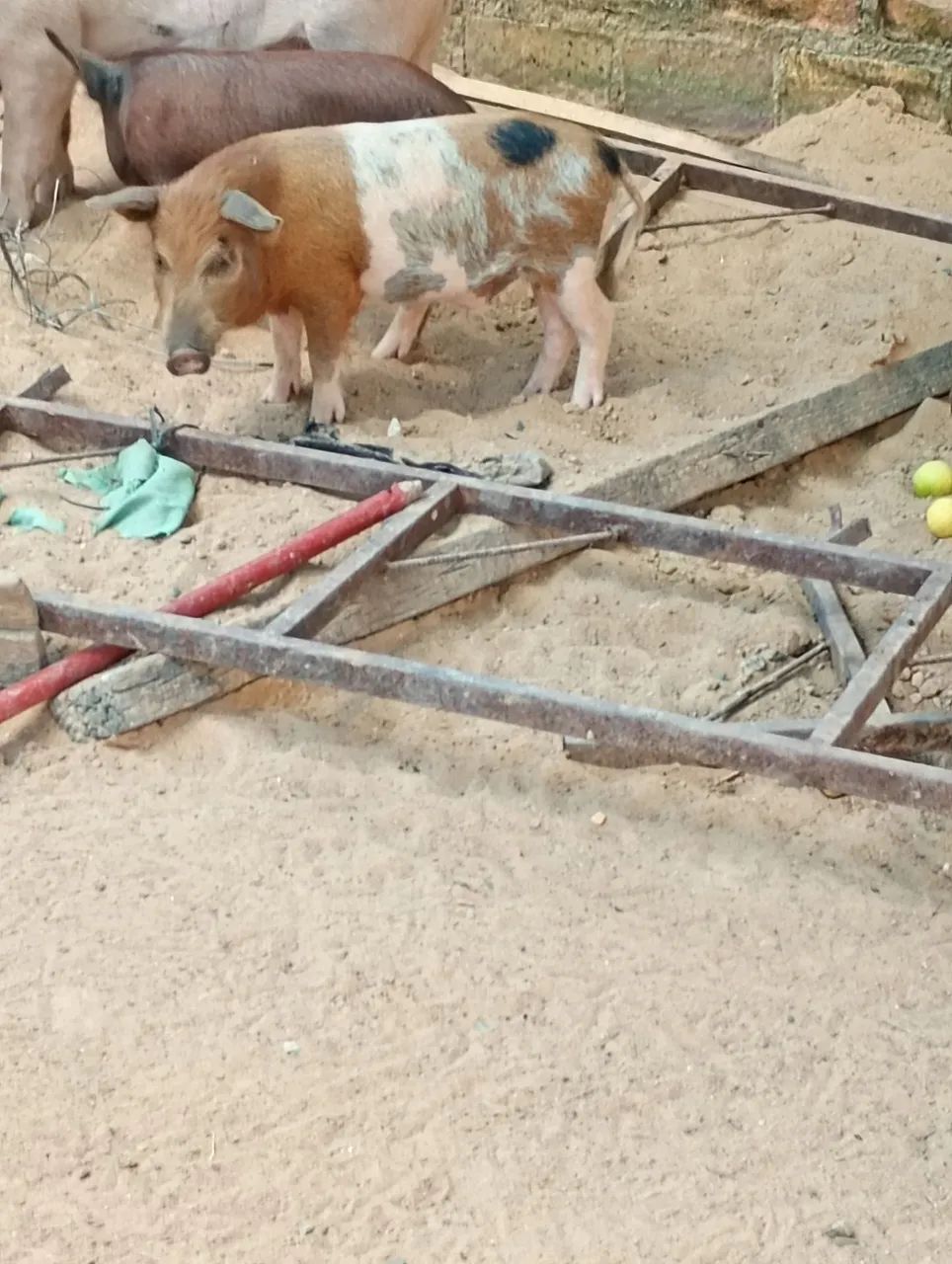 Porco - Foto 3