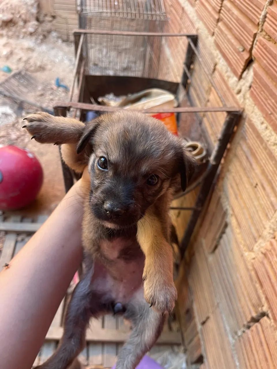 cachorros para doação 