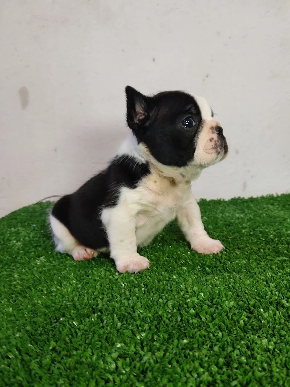 Budog francês Fêmea  - Foto 2