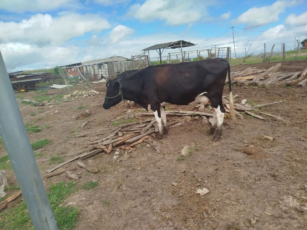 Vacas de leite  - Foto 5
