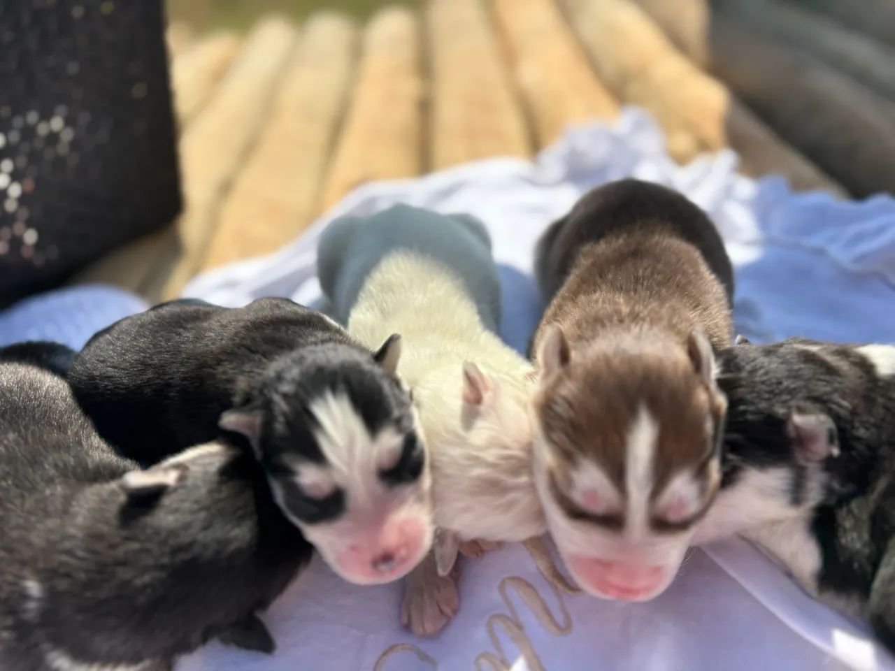 Husky siberiano - procedência e genética  - Foto 2
