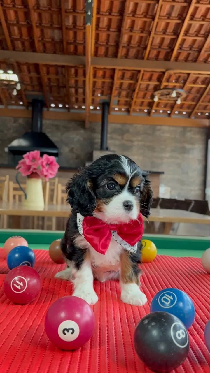Cavalier fêmea e machinhos 