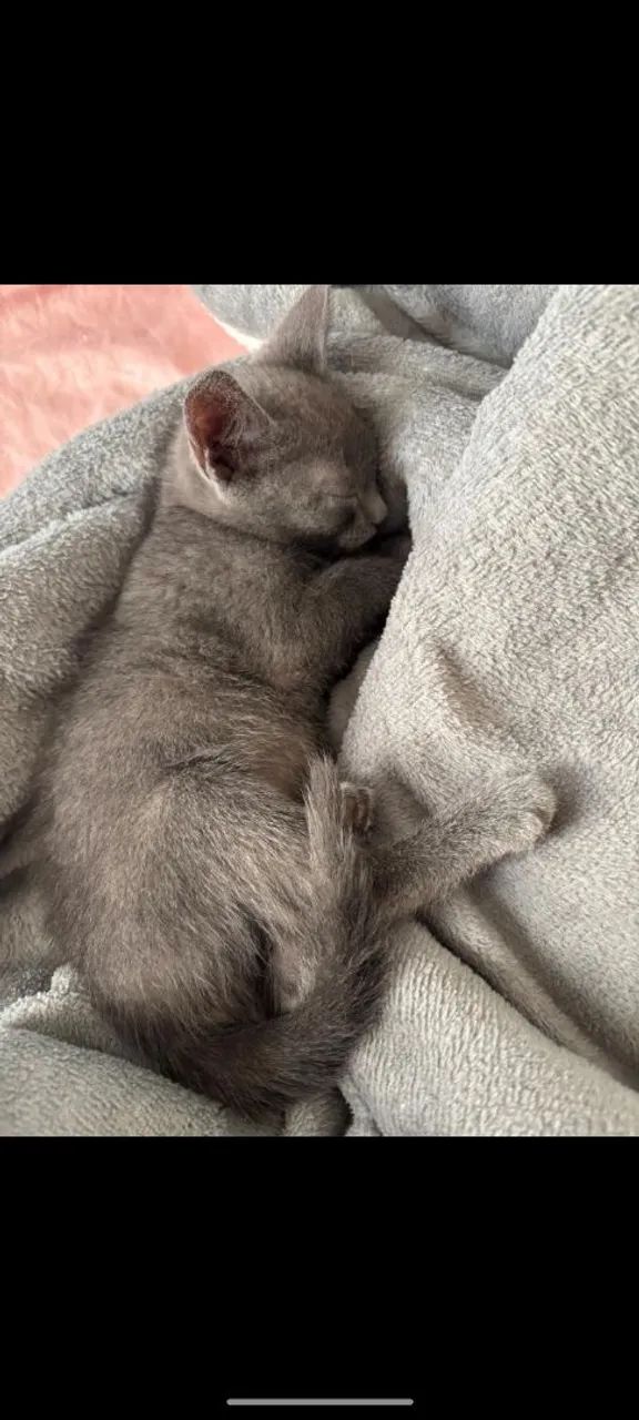 Gatas  - Foto 3