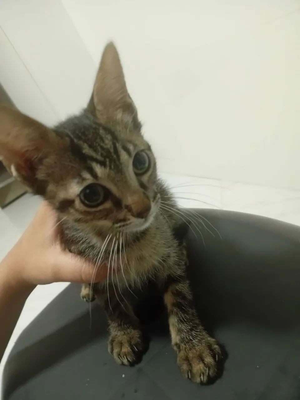 Doação de gatos