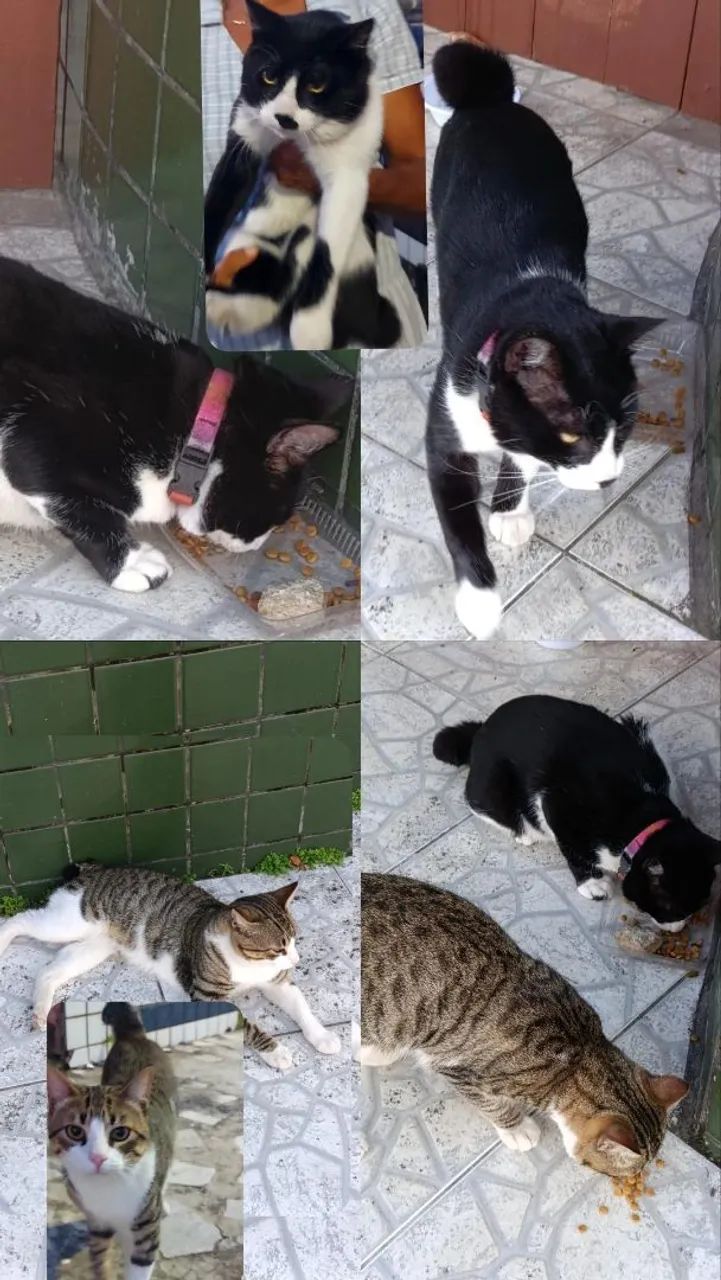 Adoção responsável  - Foto 2