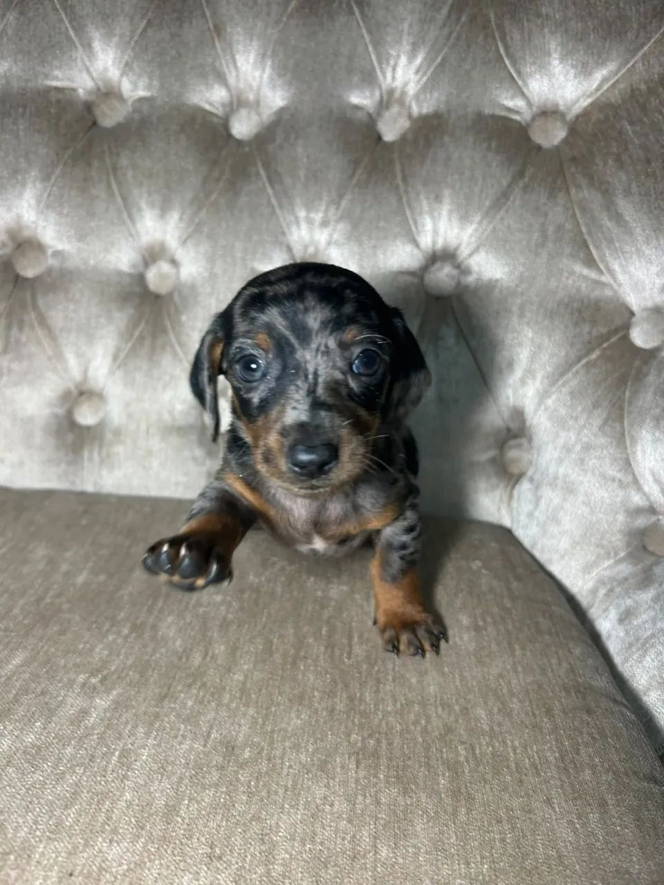 Dachshund / salsichinha / teckel - Foto 2