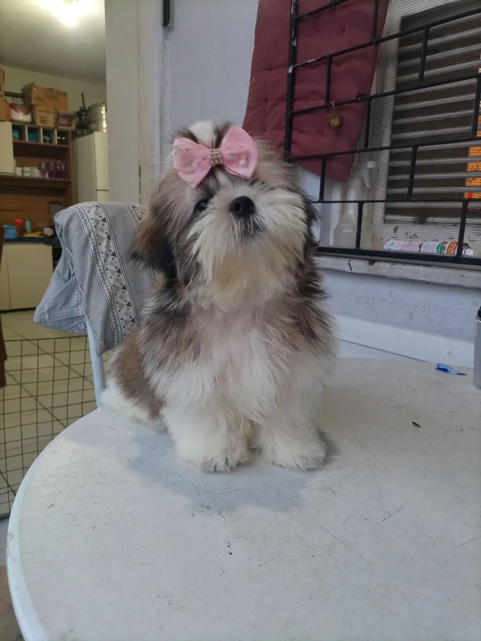 Shitzu  - Foto 3