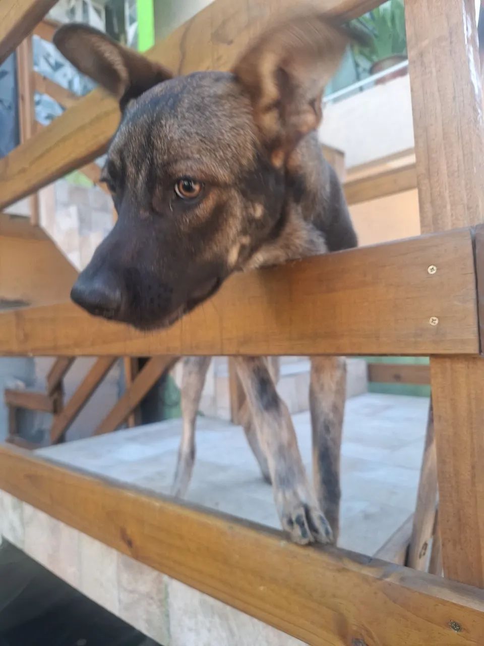 Doação responsável. - Foto 2