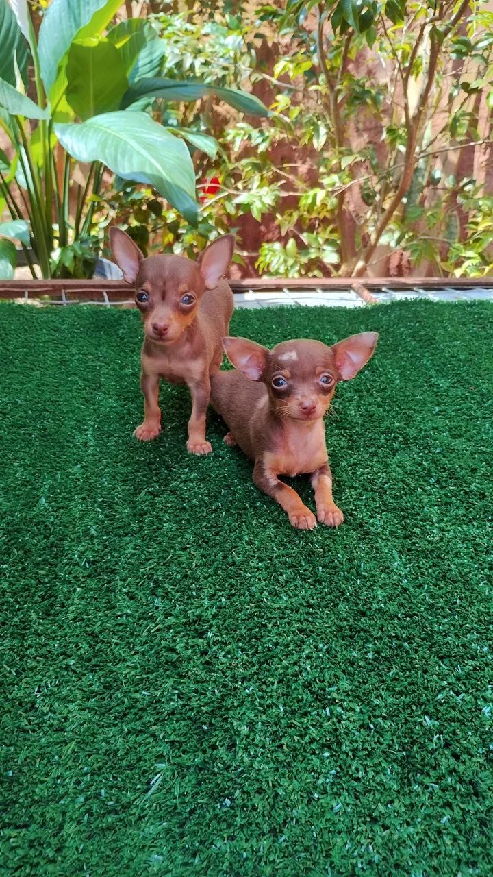 Pinscher micro exóticos.