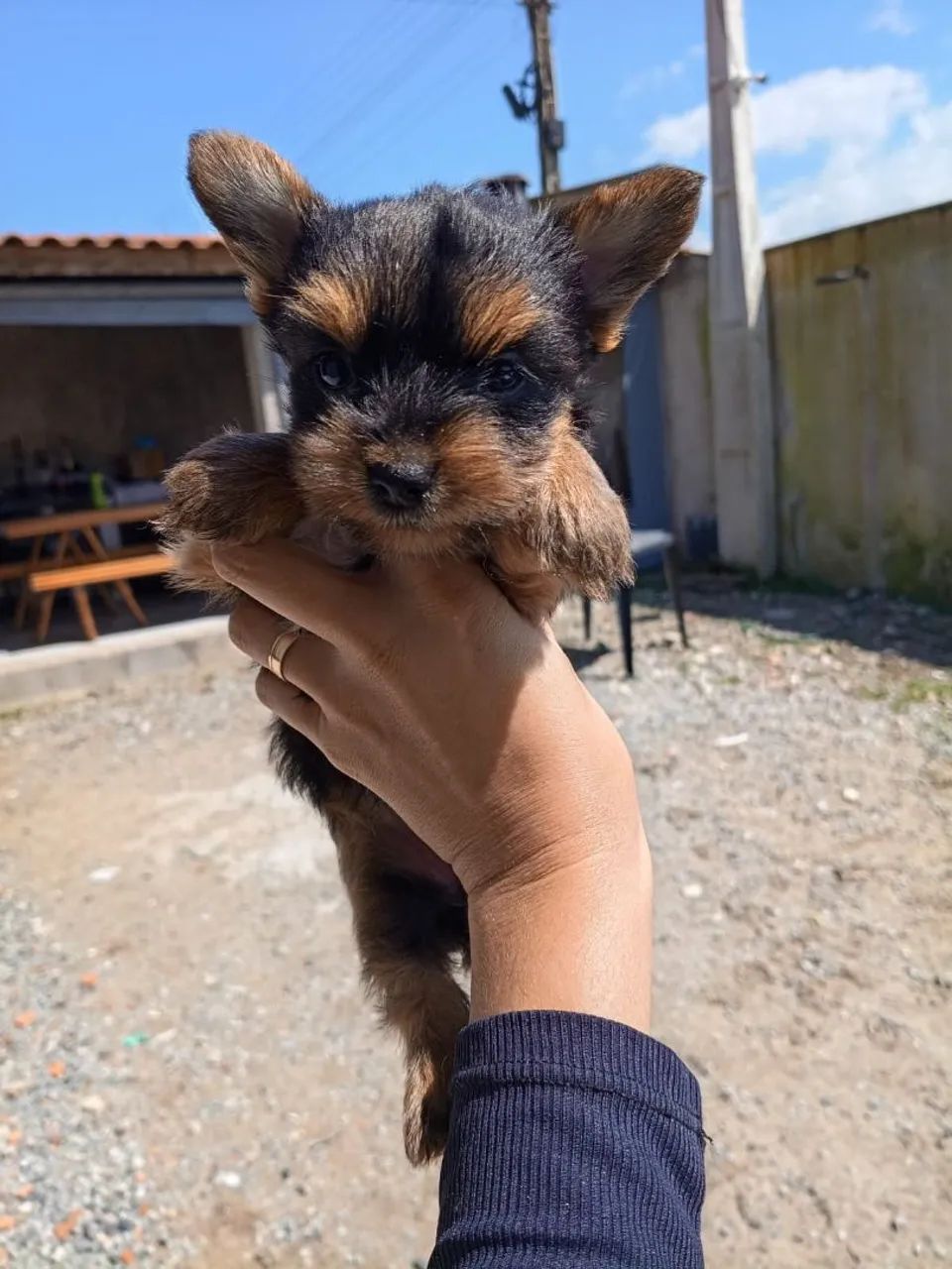 Yorkshire Terrier  - Foto 4