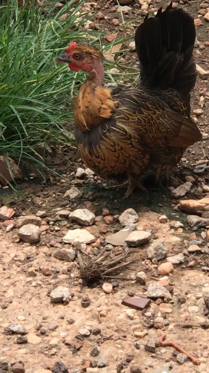 Galinha Nagasaki  - Foto 6