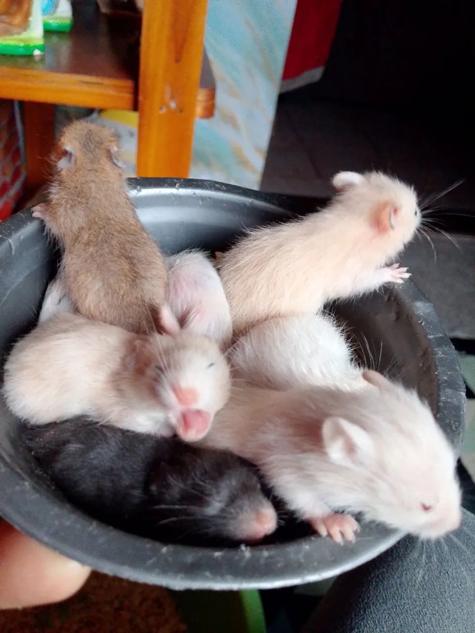 Hamister  - Foto 3