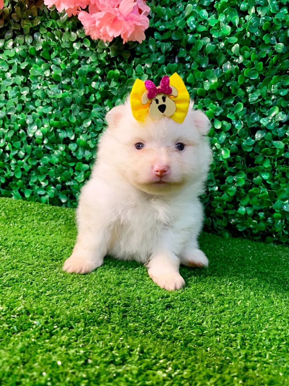 spitz alemão em 10x sem juros 