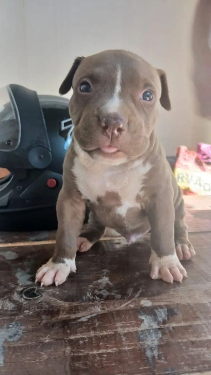Pitbull 