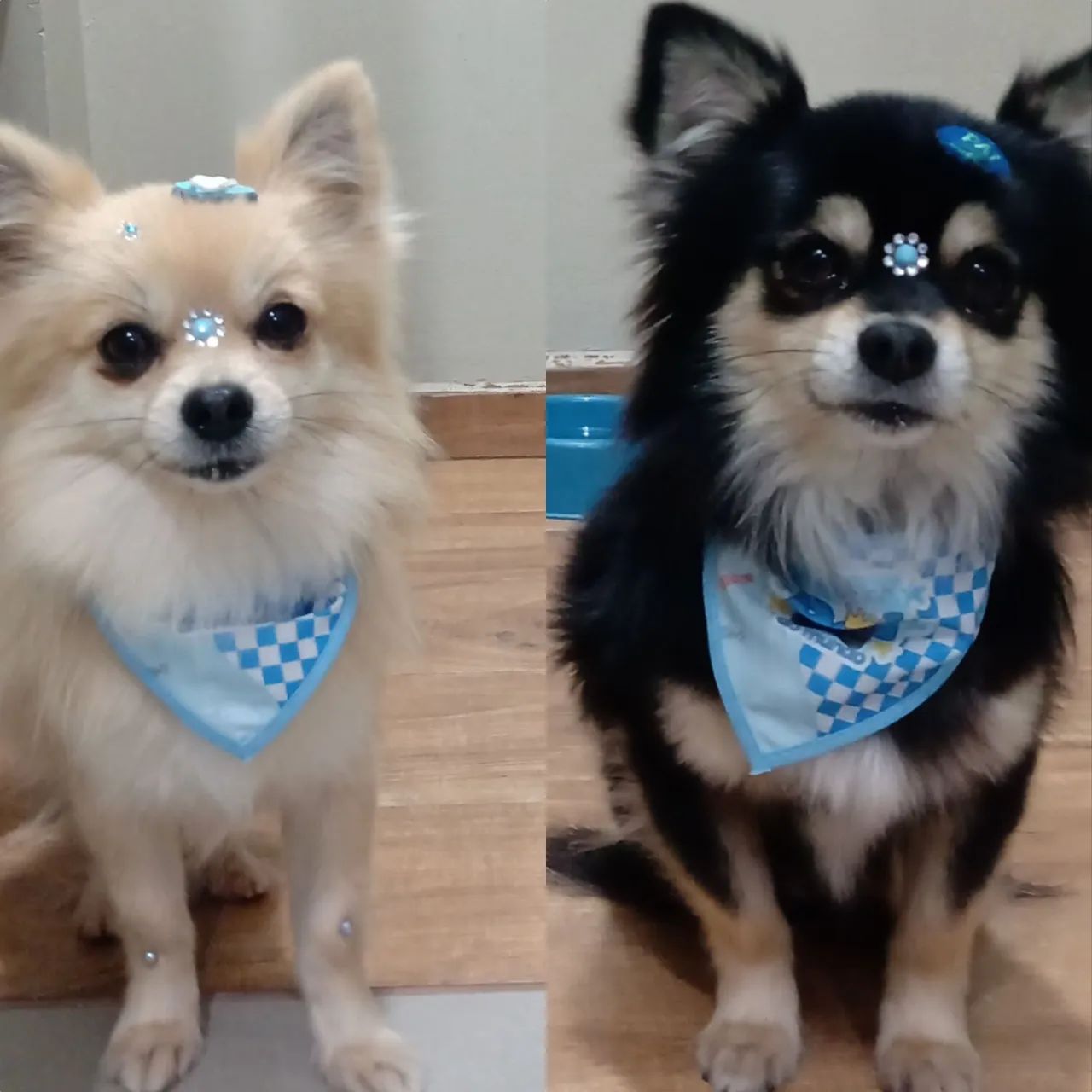 Chihuahuas Machinhos para cruzar! - Foto 3