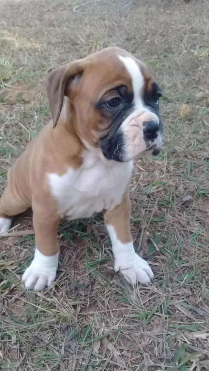 Boxer filhotes  - Foto 4