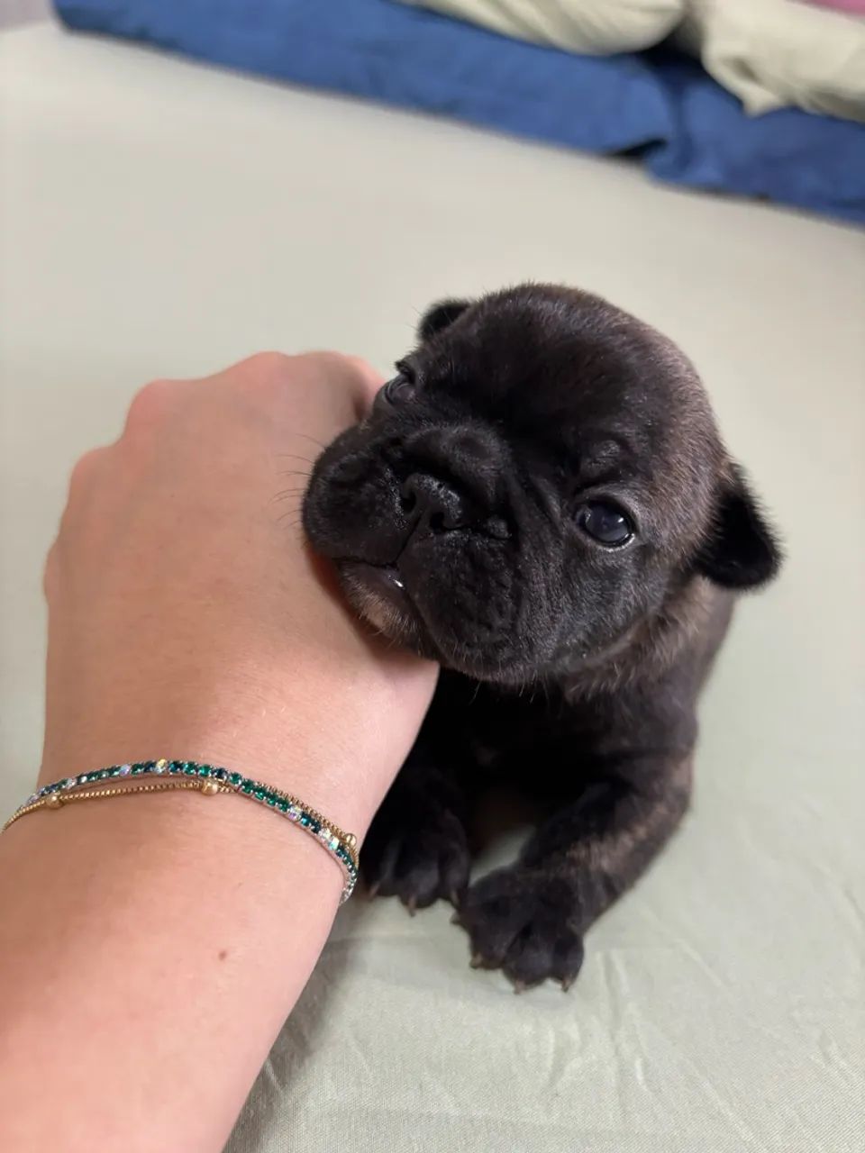Buldogue francês  - Foto 5