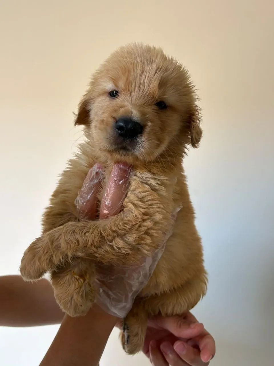 Golden Retriever com pedigree  - Foto 2