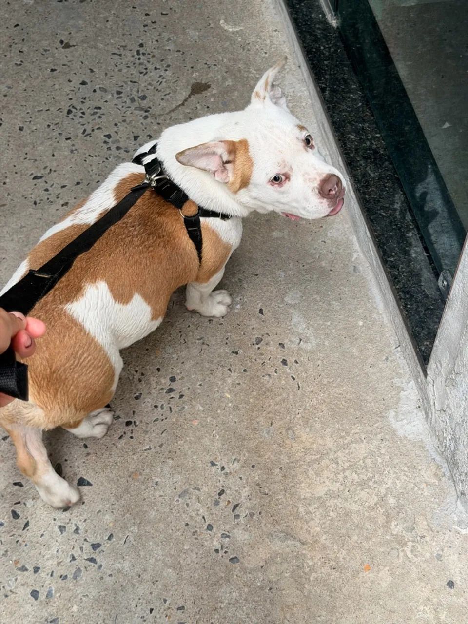 American bully - Foto 5