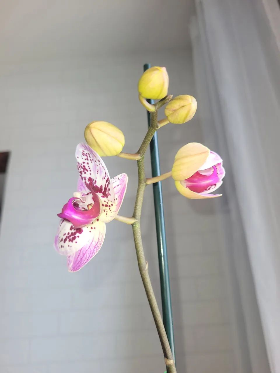 Orquídea  - Foto 2