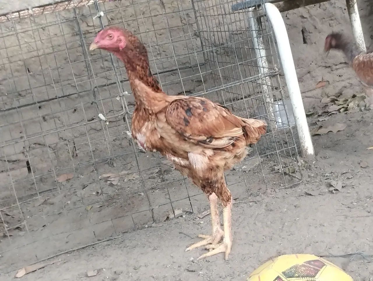 Casal de raça pra vender ligeiro,180,00 o casal - Foto 5